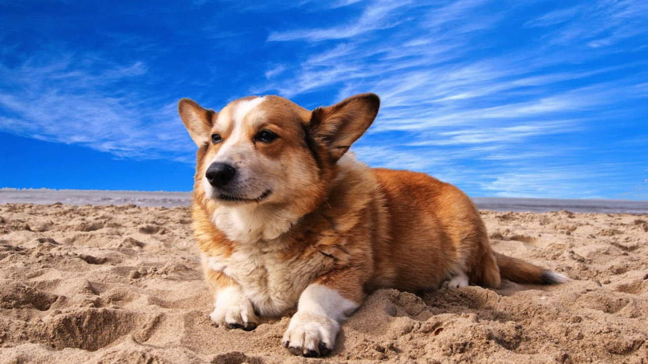 Pet Insurance
